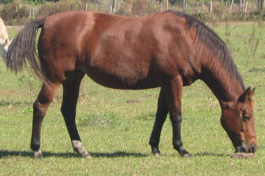 Quarterhorse