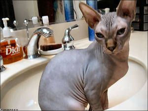 Sphynx In The Sink