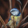 The blue titmouse