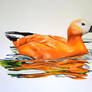 The ruddy shelduck
