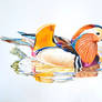 The mandarin duck