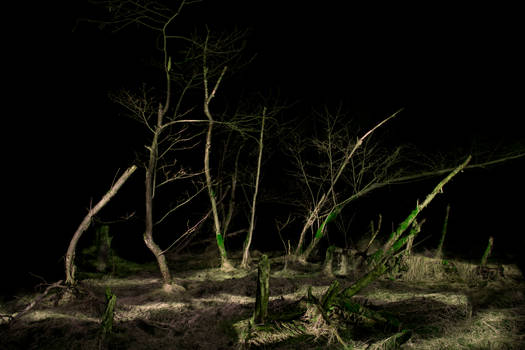 Dead Forest at Night