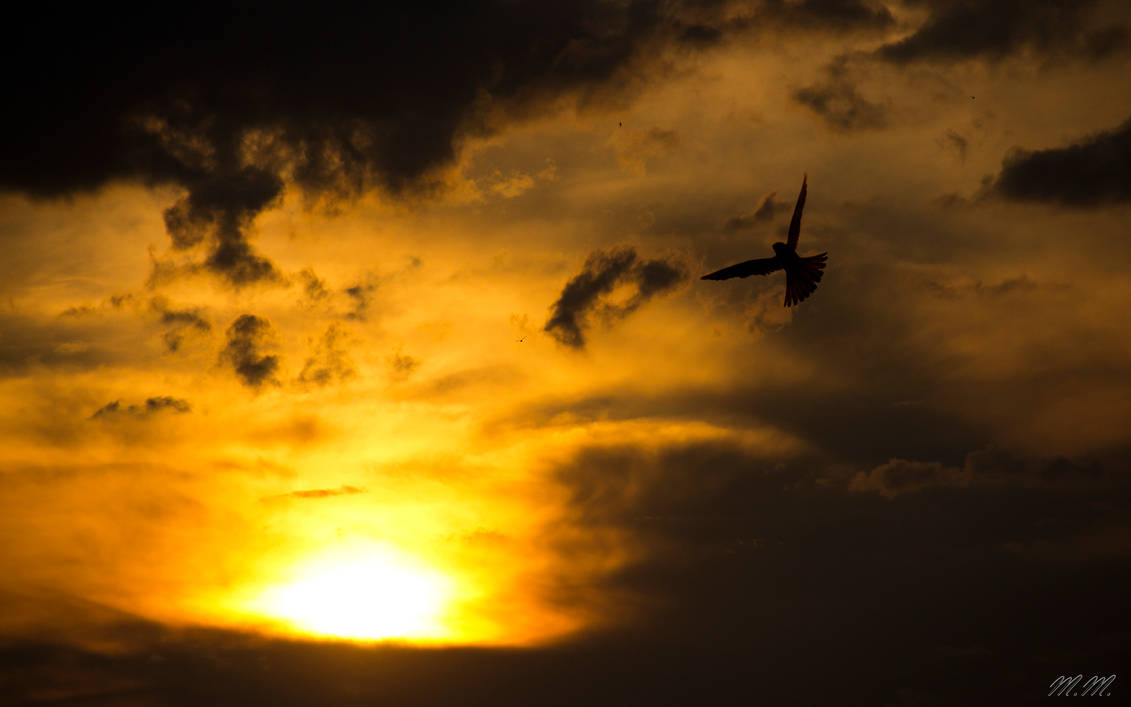 Bird enjoying Sunset by PanMari