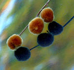 PuffBall Reflections by JoyfulColor