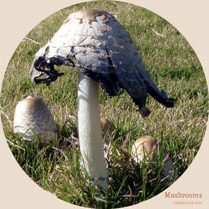 Nowhere Mushrooms