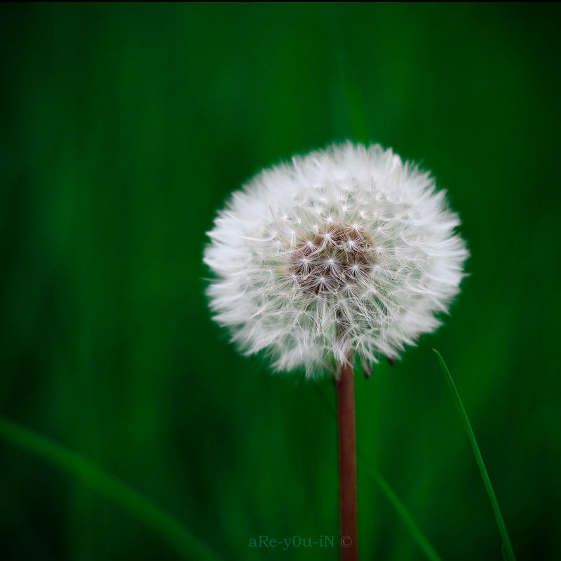 Little Dandelion