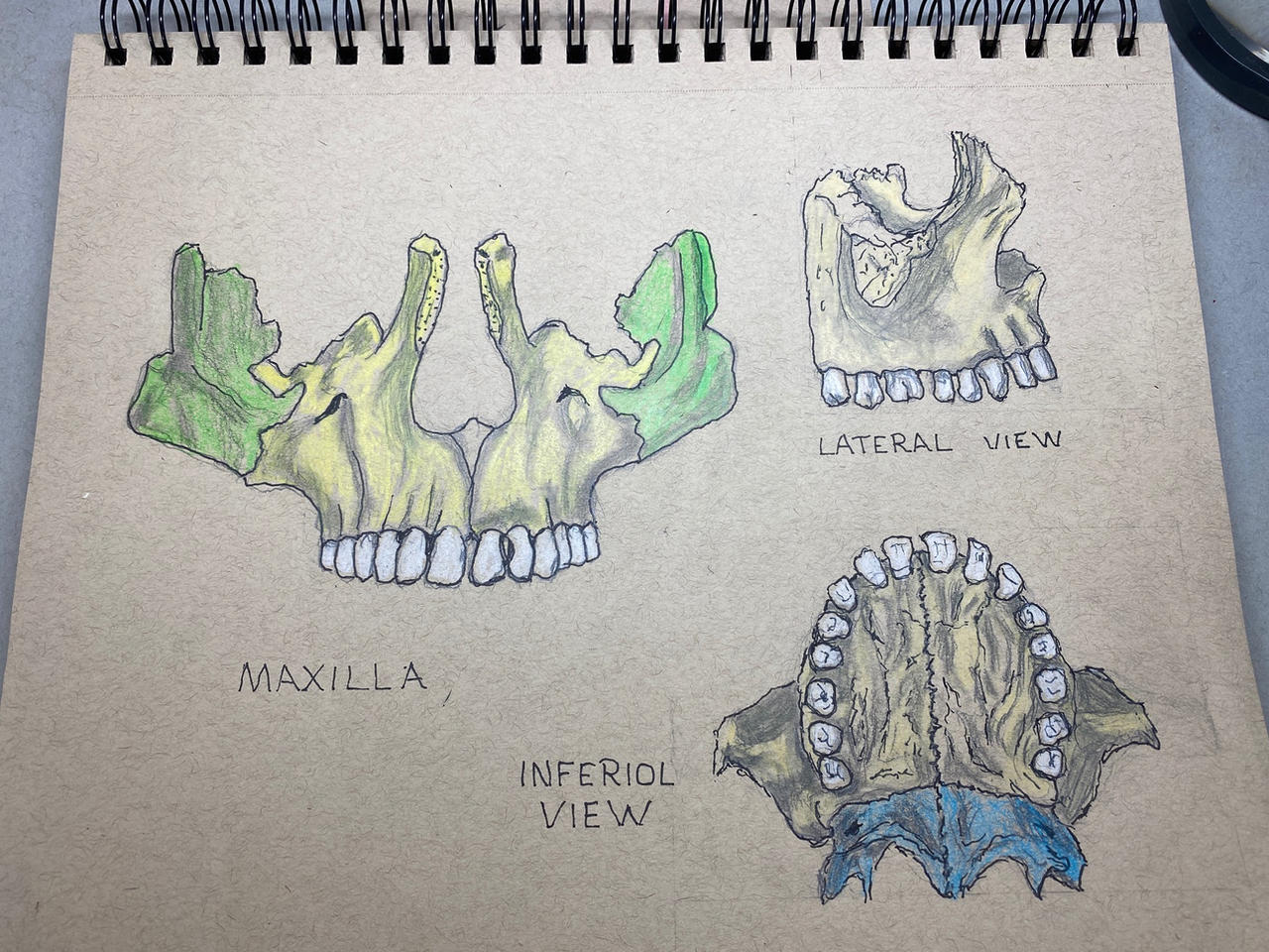 Maxilla Draw Maxilla by fuzzydraw on DeviantArt