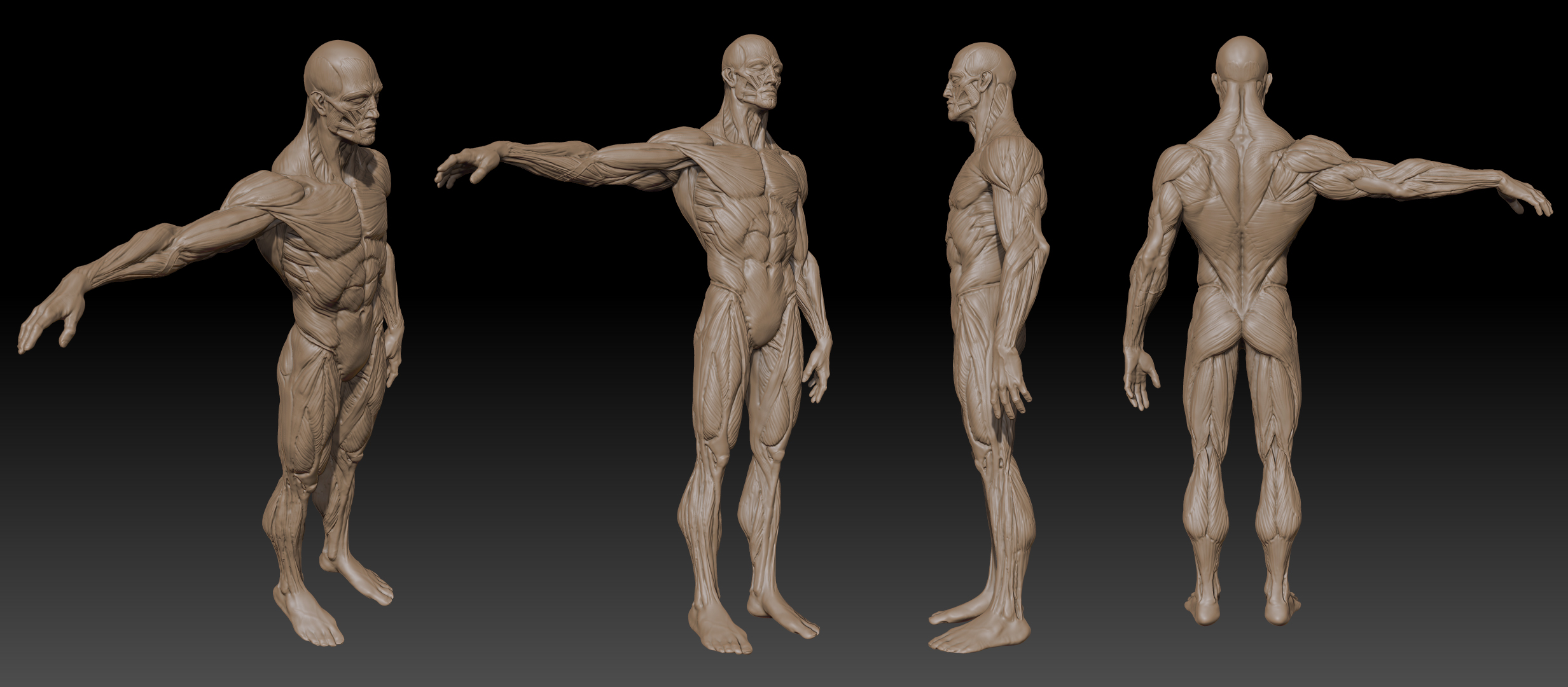 Anatomy Zbrush