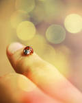ladybirds by GreenEverywhere