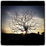 Sunset Tree