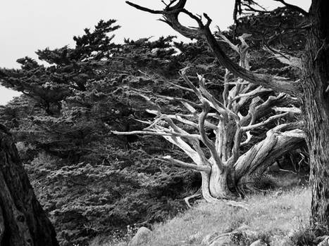 Point Lobos III