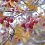 Winter Berries