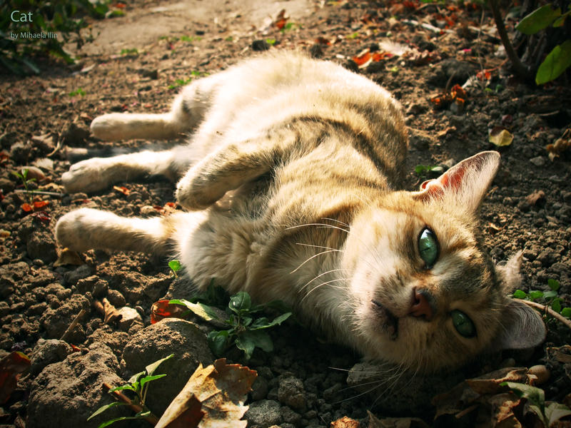 Cat