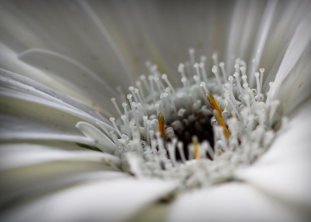 White Gerbera