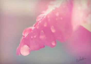 Pink droplet