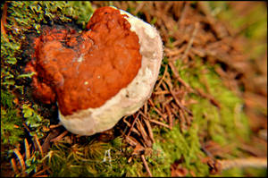 Mushroom in color