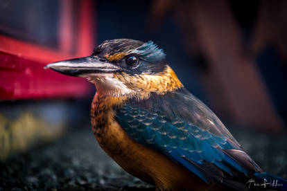 Kingfisher 1