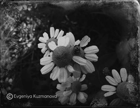 The grey flower...