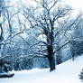 Winter Solstice Tree