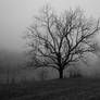 Misted tree