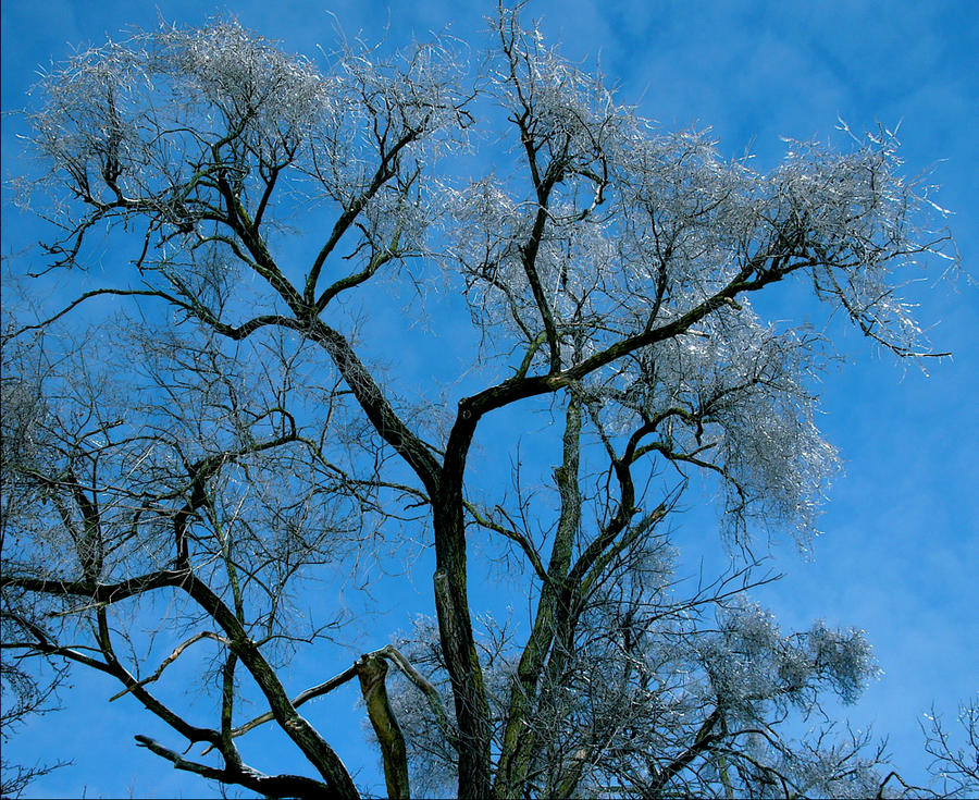 Iced tree