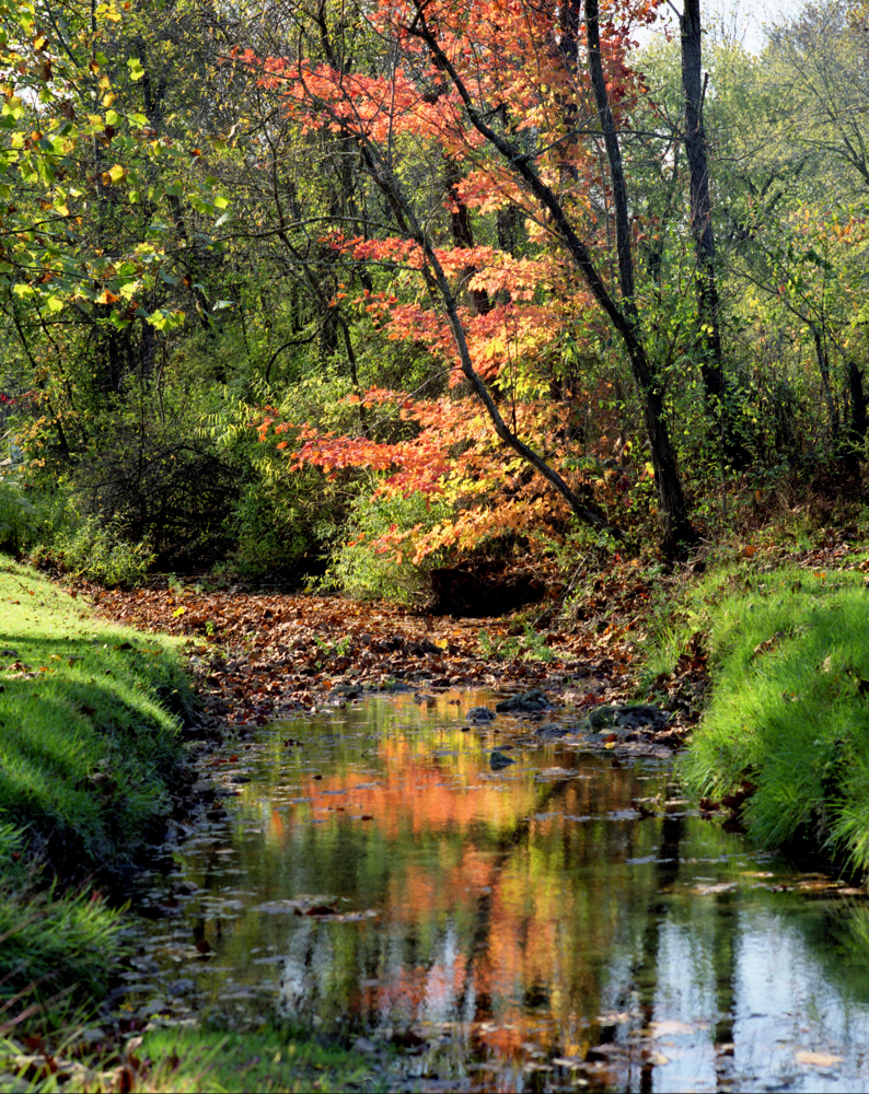 Greasy Creek fall