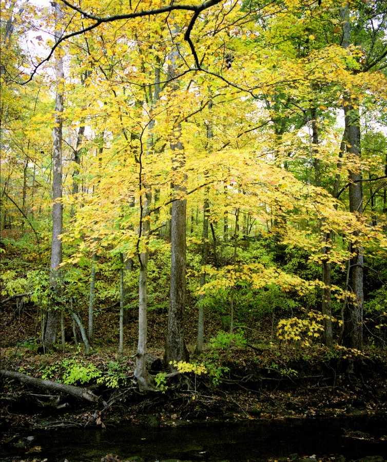 Trees on creek bank