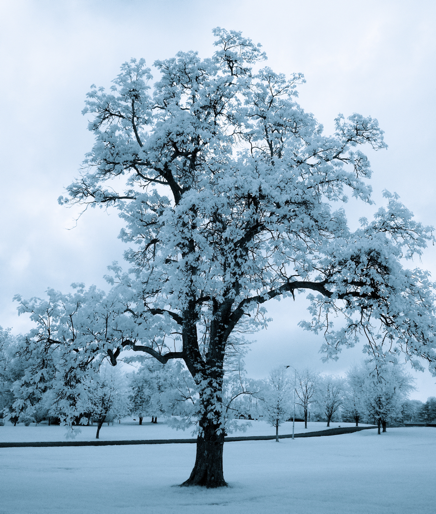 Lone infrared tree