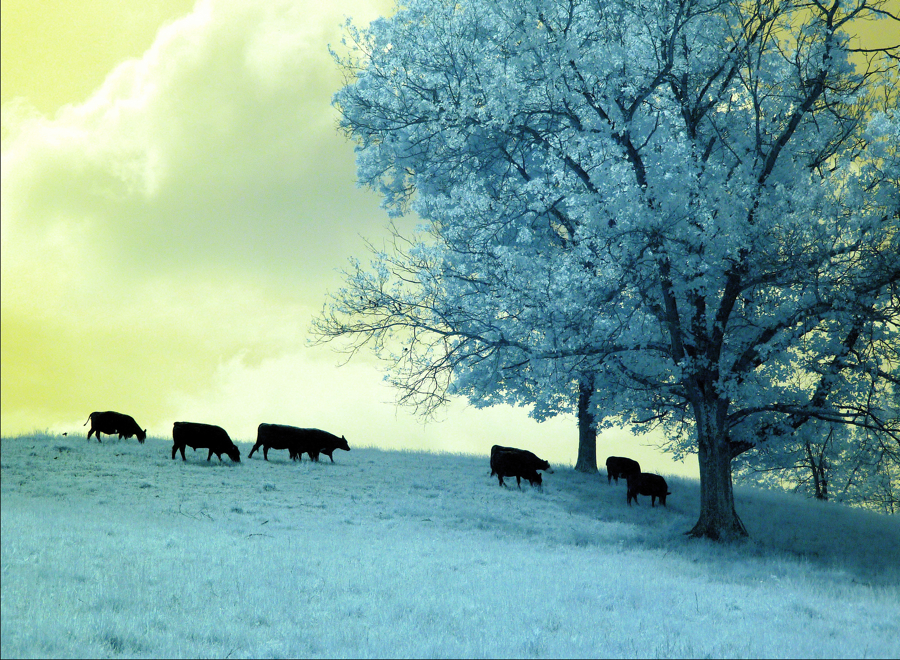 Cows in the sureal field