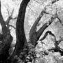 tree limbs in black and white