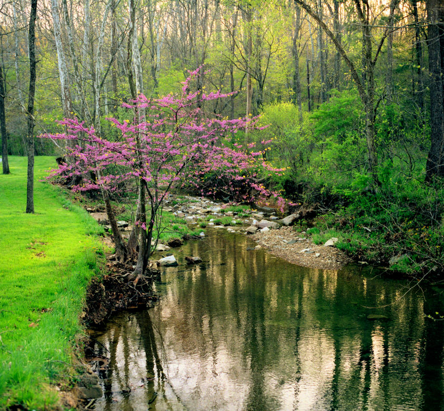 Helmsburg creek, wide shot