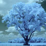 Lone tree blue/black/white infrared