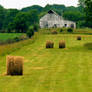 Field of hay bales,img.503
