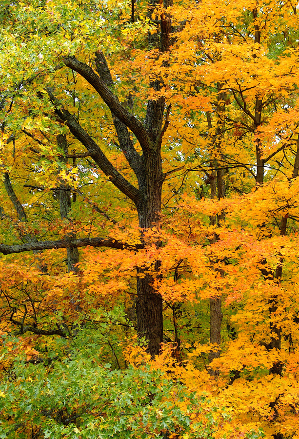 Forest trees.L1040115