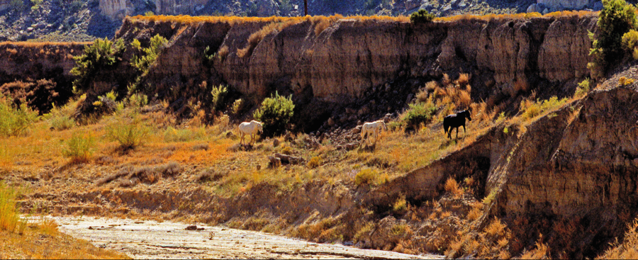 Wild horses in the American West