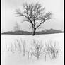 Winter tree, black and white.img670 1