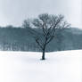 Lone winter tree.img688 1 1