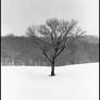 Lone tree, black:white.img688 1 2