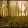 Panoramic trees in sepia, framed.img694 1 2