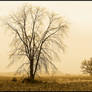 Winter trees in sepia.L1010364 1 2