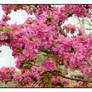 Crab Apple blooms.L1010853 1