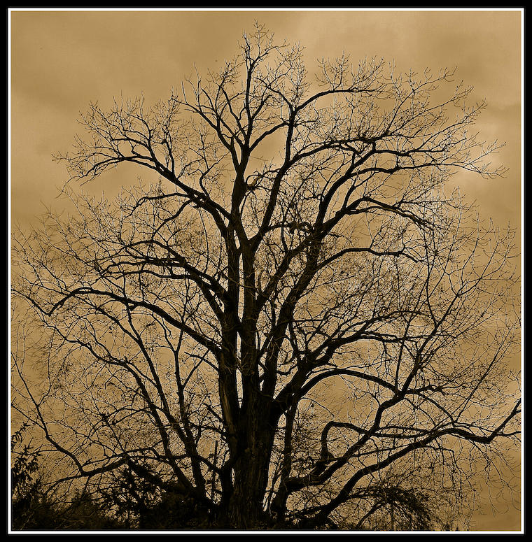 Sepia tree.L1020891, with story by harrietsfriend on DeviantArt