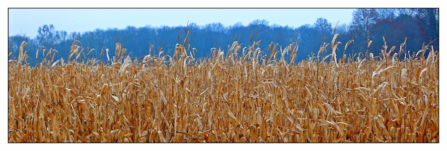 Corn field, redux. with story