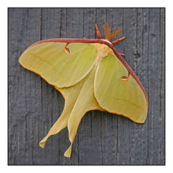 Luna moth.DSCN2011, with story