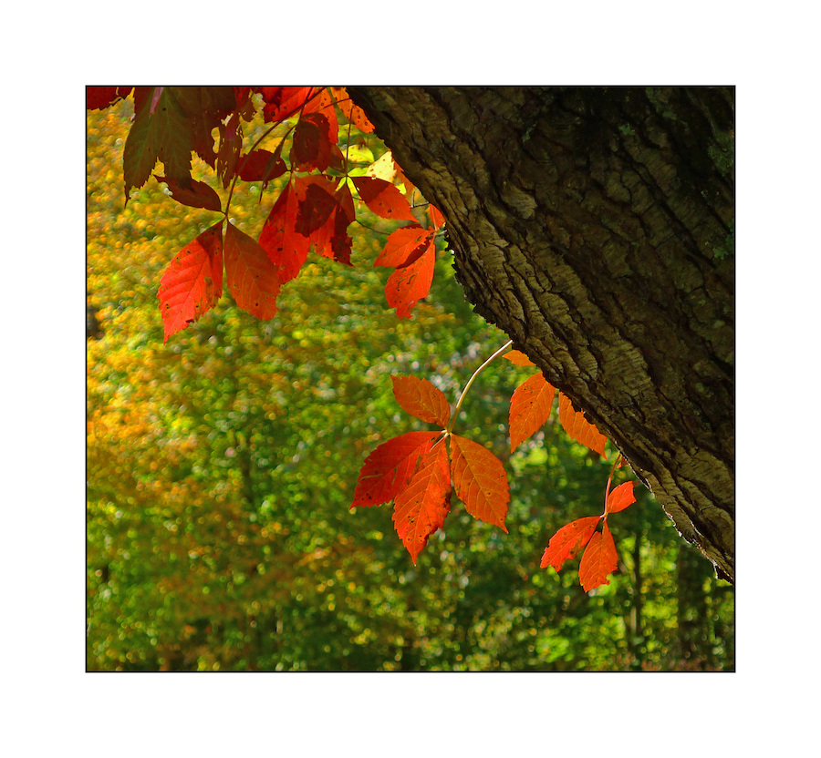 Early leaves.L1030677, with story