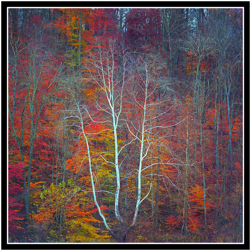 Lone stark tree.img765, with story by harrietsfriend