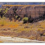 Wild horses by dry river bed, with story