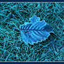 Frost leaf.L1020391, with story