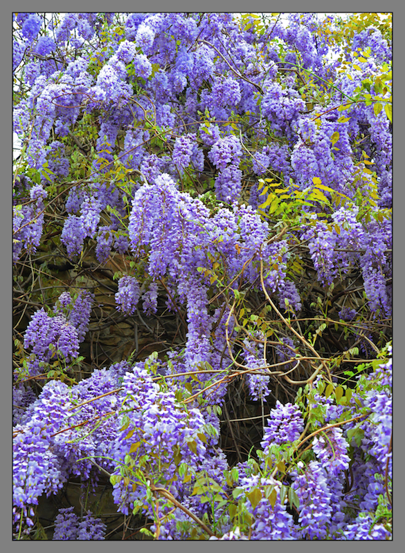 Wisteria.800-1518, with story