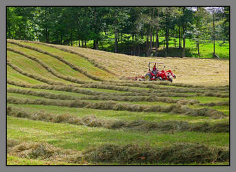 Getting next season's feed. L1040281, with story by harrietsfriend